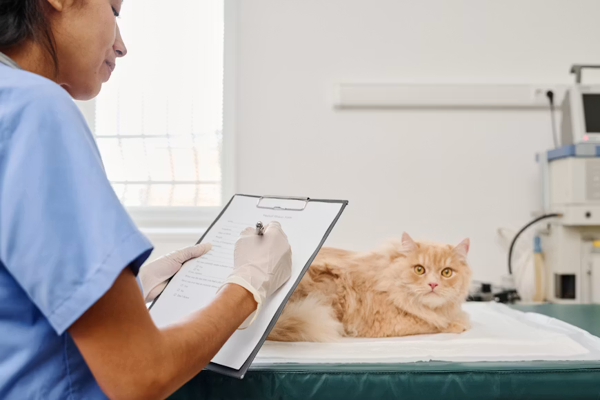 Cara Memilih Obat Diare Kucing yang Aman dan Efektif